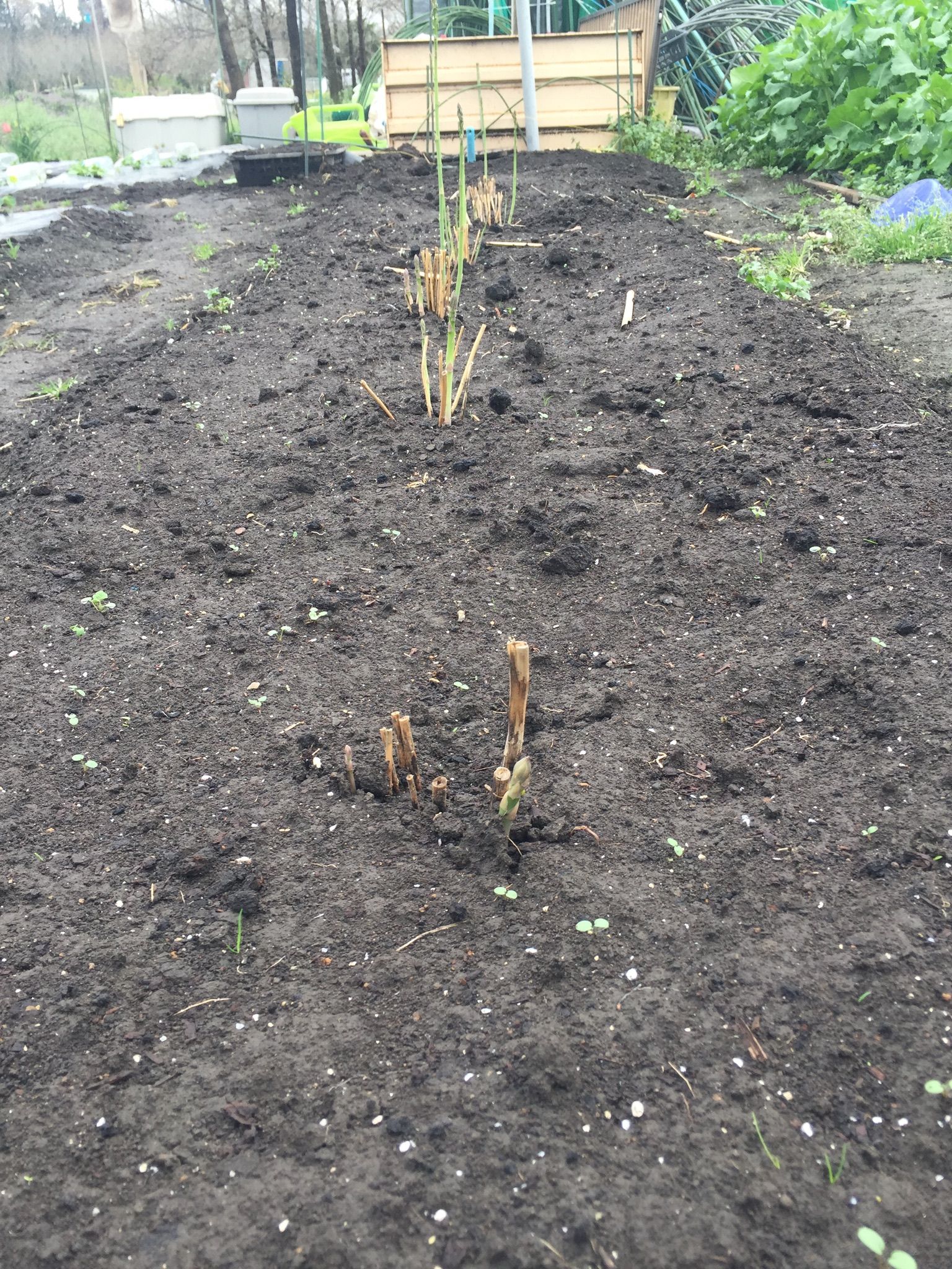 アスパラガス 植えた苗から全部芽が出てきたよ ちょろ松の家庭菜園奮闘記 楽天ブログ