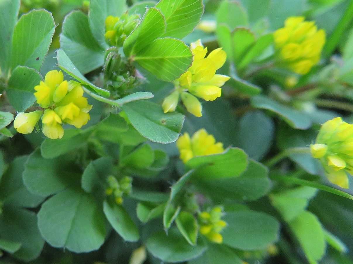 手すり付け直し 花はコメツブツメクサ だい のひとりごと 楽天ブログ