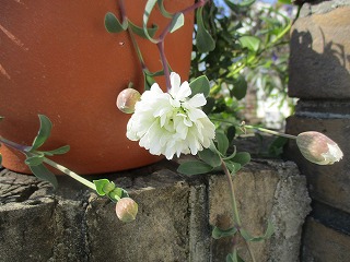 IMG_2675ss.jpg