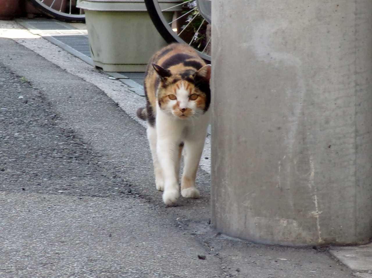 みぃーこ、花壇の前に座る!?の巻 | 人さまのネコ - 楽天ブログ