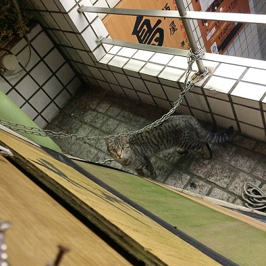cat2.jpg