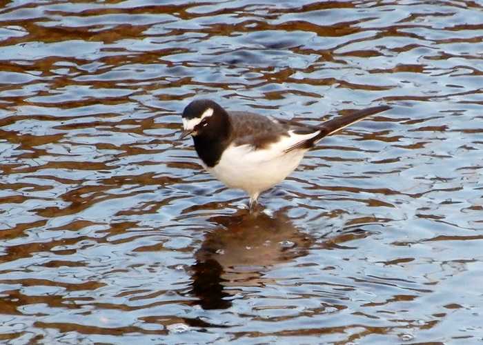 セグロセキレイ3