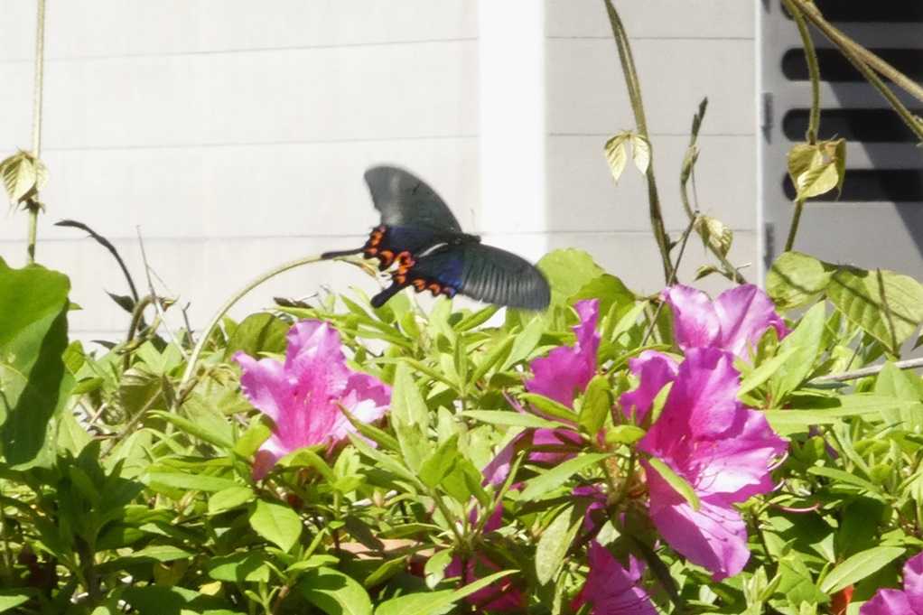 515