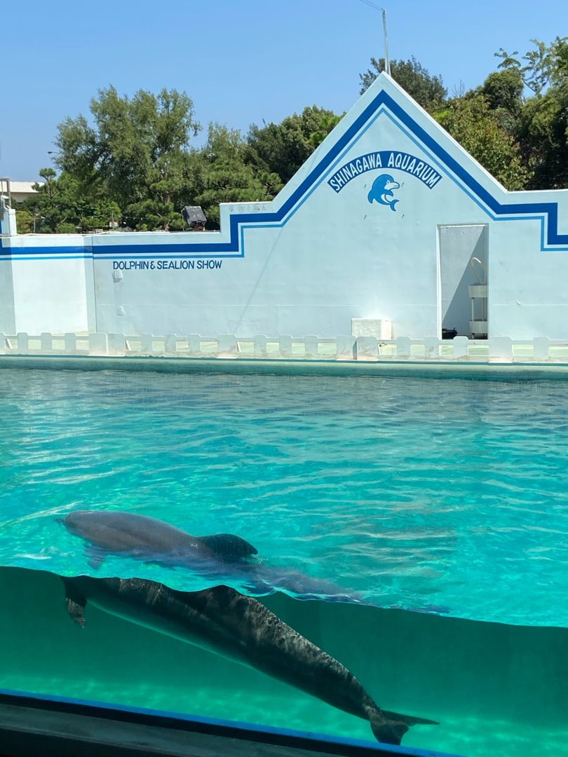 品川水族館その2 ひさの何でも日記 楽天ブログ