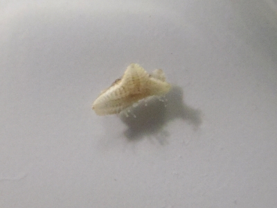 ヒトデ2