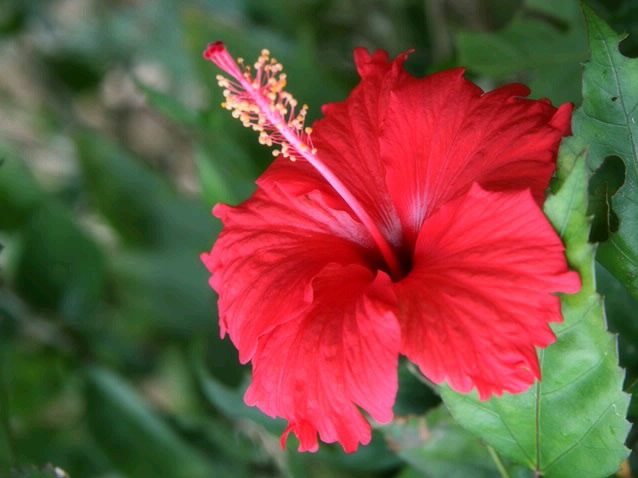 20160706ハイビスカス6-3
