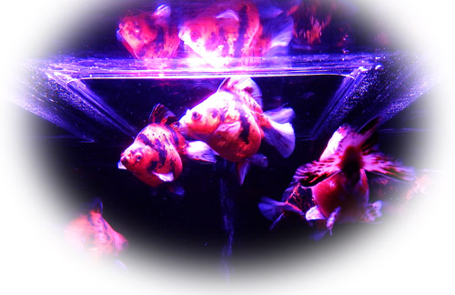 金魚１