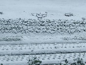 2014年の雪