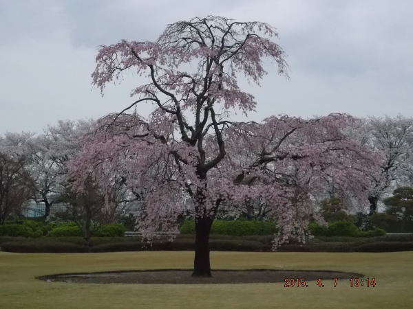 桜