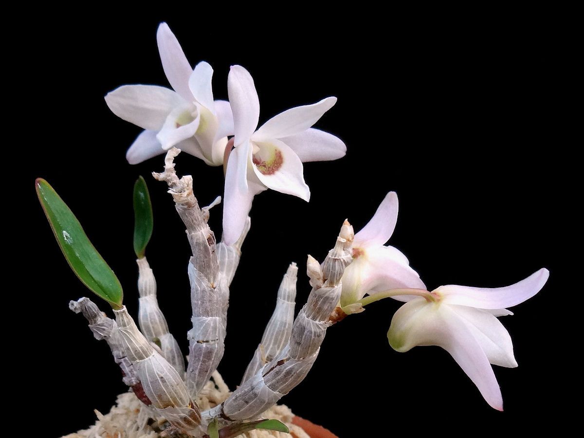 S.H.Figuarts 美少女戦士セーラームーン　11体セット ☆セッコク・長生蘭・太軸・達磨・厚葉・羅紗・赤花「一岩龍」☆