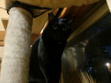 suzu 猫たわー.JPG