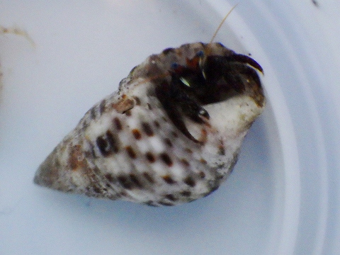 沖縄磯採集2015年11月下旬38　サンゴヨコバサミ（Clibanarius corallinus）