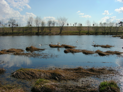 2017-04-29swan1 (1).JPG