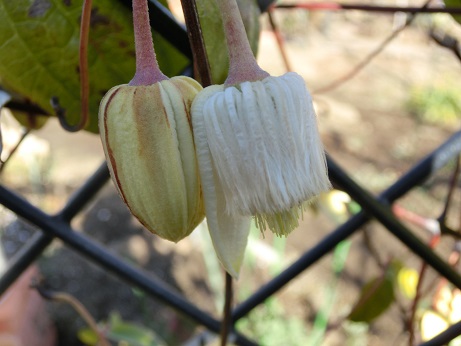 冬咲きクレマチス