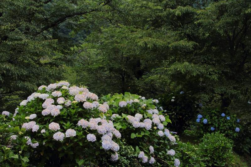 七曲り紫陽花_04.jpg