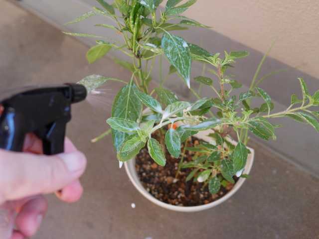 コナジラミを牛乳で撃退 べらんでぃずむ ベランダ菜園とか 楽天ブログ