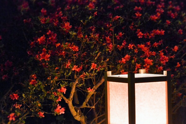 小室山公園 伊豆高原パルテール撮影