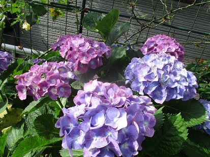 オルテンシア 残りの人生を楽しく 楽天ブログ