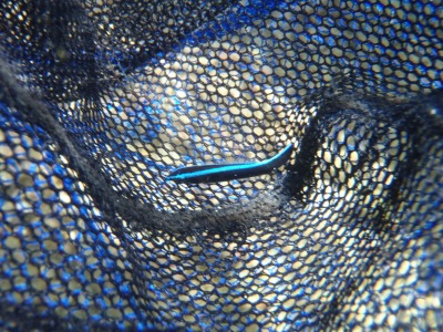 沖縄磯採集2012年8月下旬36　ホンソメワケベラ（Labroides dimidiatus）の幼魚