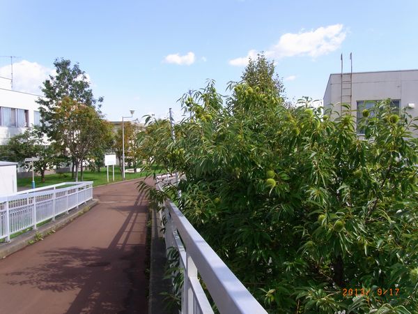 ９／１７歩道橋まで延びた栗の木.jpg