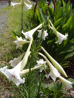 8.31 シロユリ.jpg