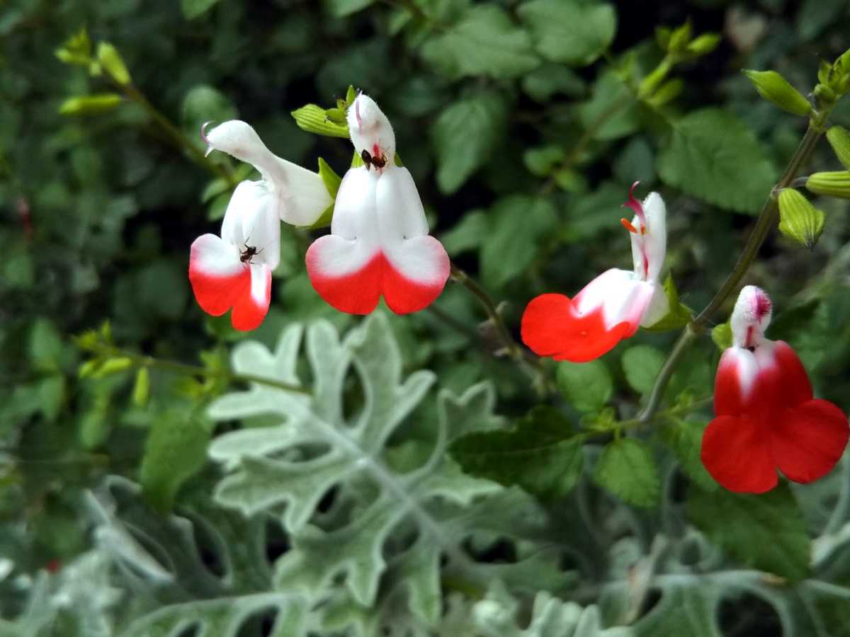 季節の花 サルビア ホットリップス 赤と白が綺麗 やまんば岩木のブログ 楽天ブログ