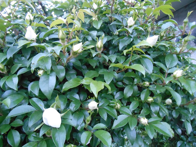 DSCN1635.JPG