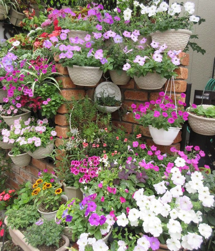 雨が降る前にペチュニアとストックの採種 美しい花壇の入れ替え 狭い庭を花いっぱいにする育て方 楽天ブログ