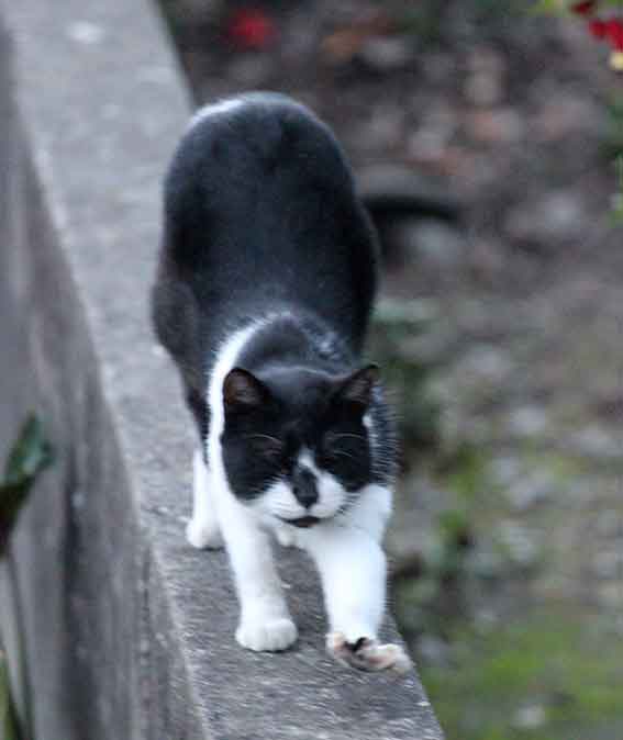 我が家のニャンコ♪2015/11/25-2