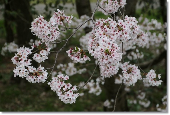 北部公園-6 16.4.10