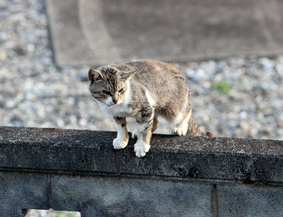 我が家のニャンコ♪2014/05/31-4