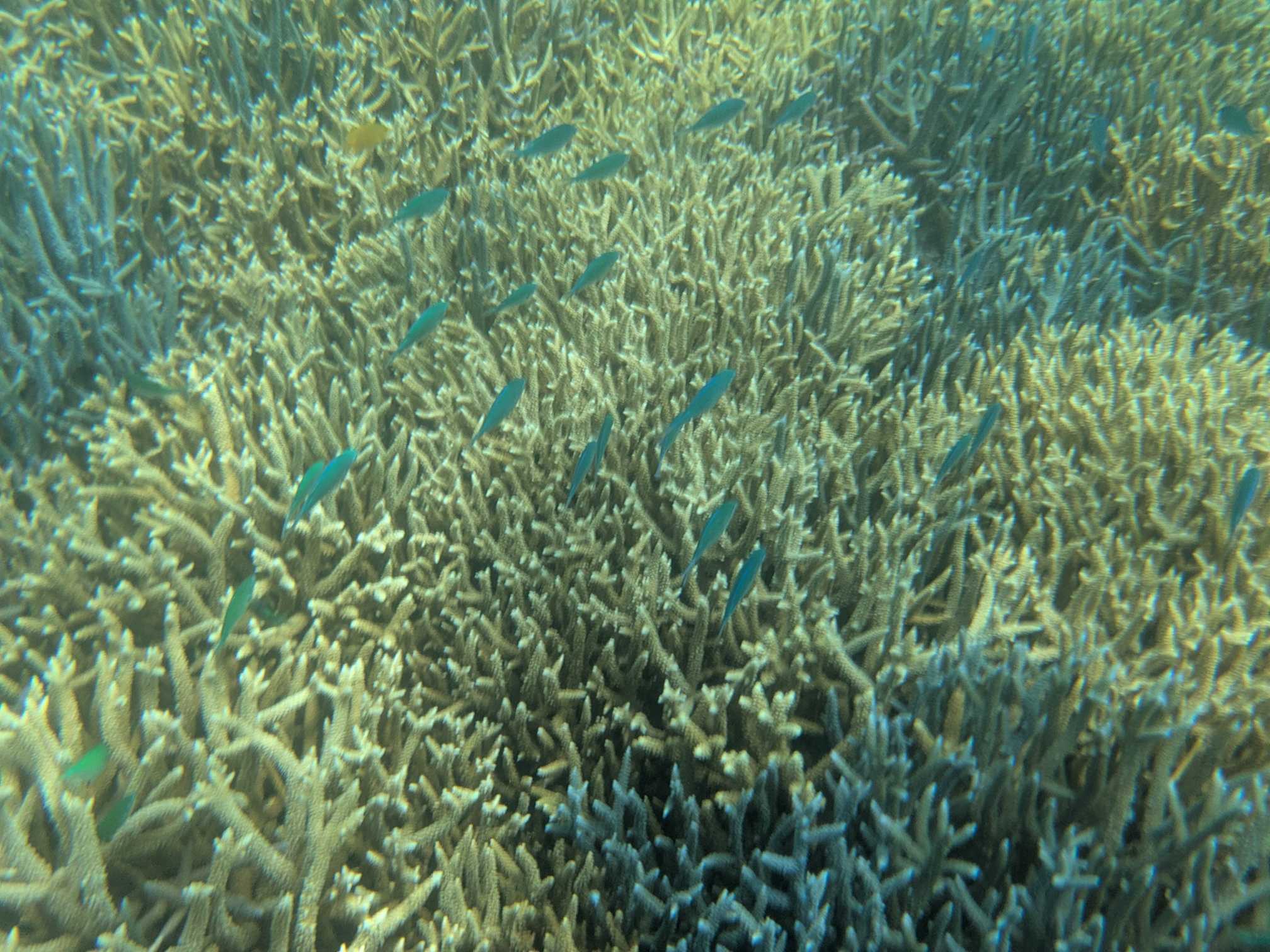 西表島　海猫　アクティビティツアー　子連れシュノーケル