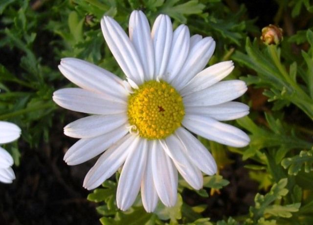 マーガレットの花 花と蕎麦とリハビリと 楽天ブログ