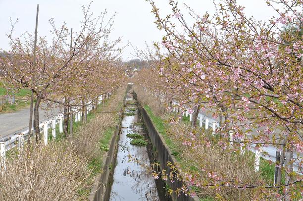 河津桜