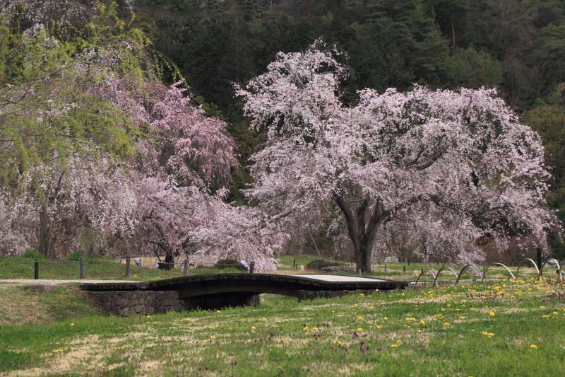 庭園の枝垂れ桜_002.jpg
