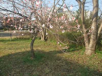 ドングリ国の ハチスカザクラ カツラの葉っぱ 大好き 楽天ブログ