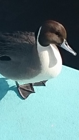 鴨です