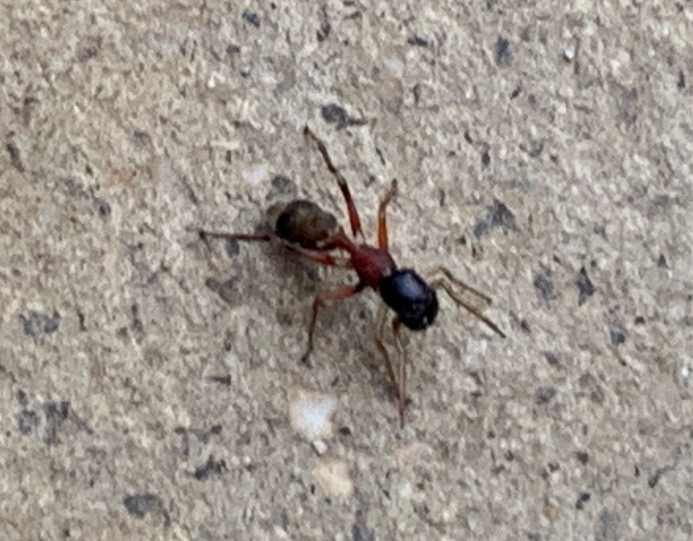 Ant 蟻 市川海老ジェイの海老ジェイblog 楽天ブログ