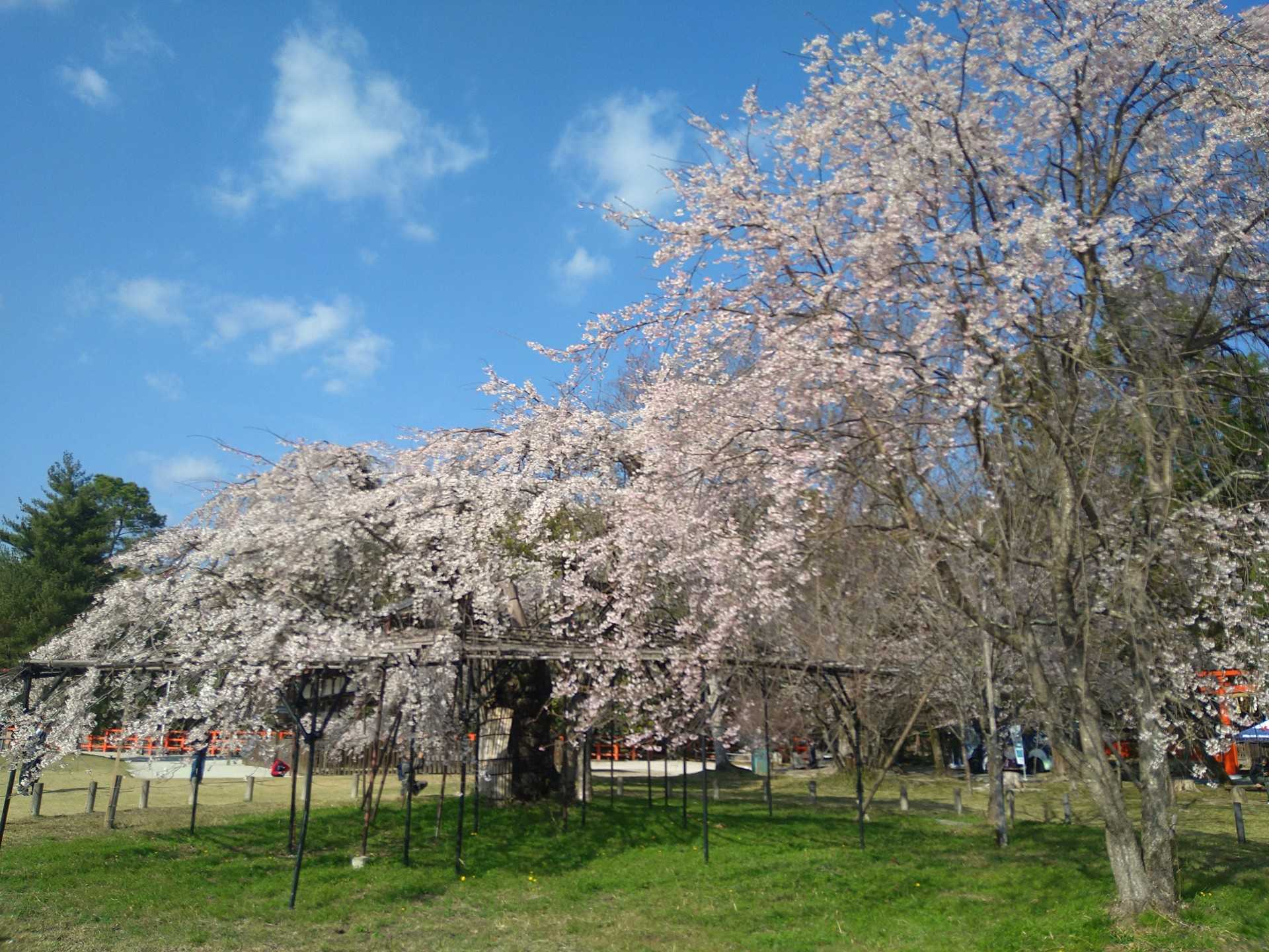 上賀茂神社の神々しい桜 静鉄ホテルプレジオ京都烏丸御池 Staff Blog 楽天ブログ