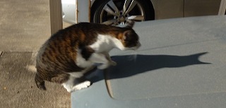 P1130758-ass.jpg
