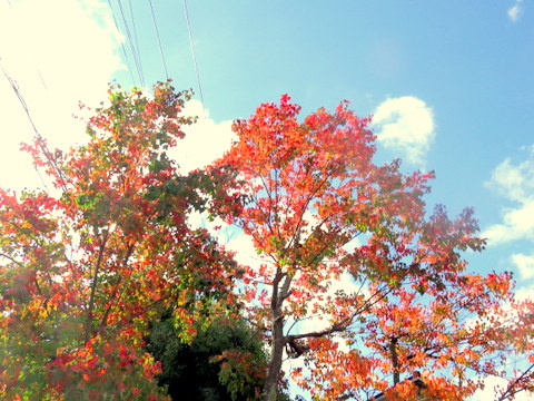 かなり進んだ紅葉