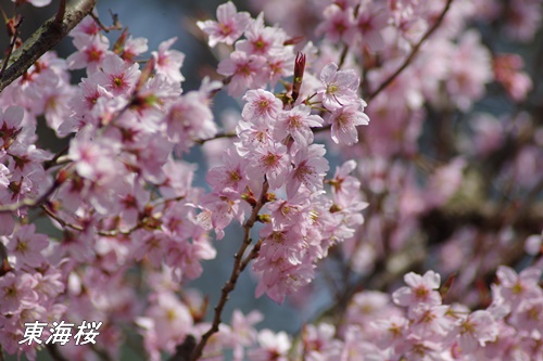 東海桜