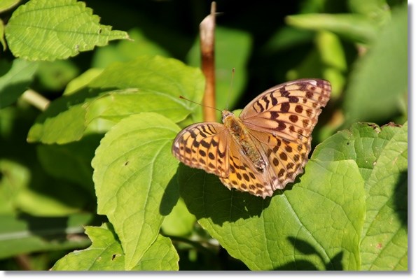 鳥越-8 ミドリヒョウモン 15.10.14