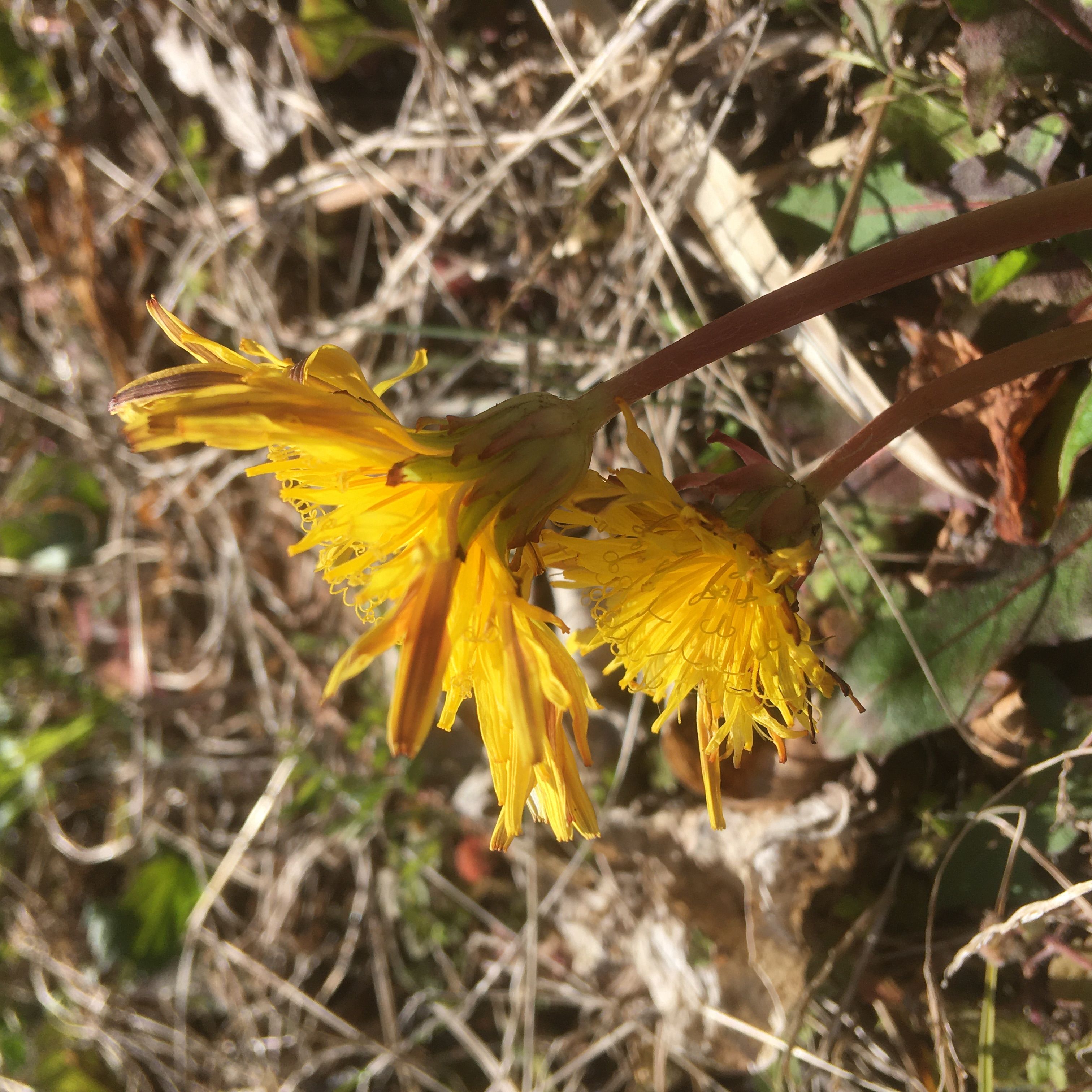 私が花を愛でる理由 里山徒然 楽天ブログ