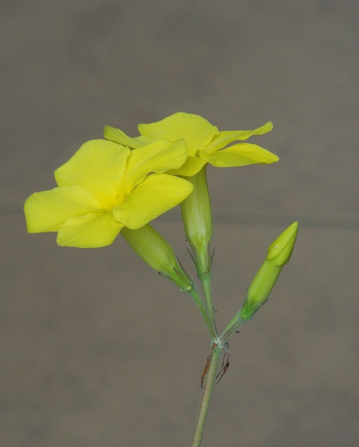 ロスラツム7-2-1