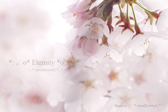 Photo by swallowtail　I.jpg