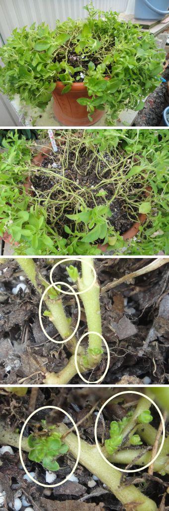 サフィニアブーケ「ルージュ」の切り戻し後の変化