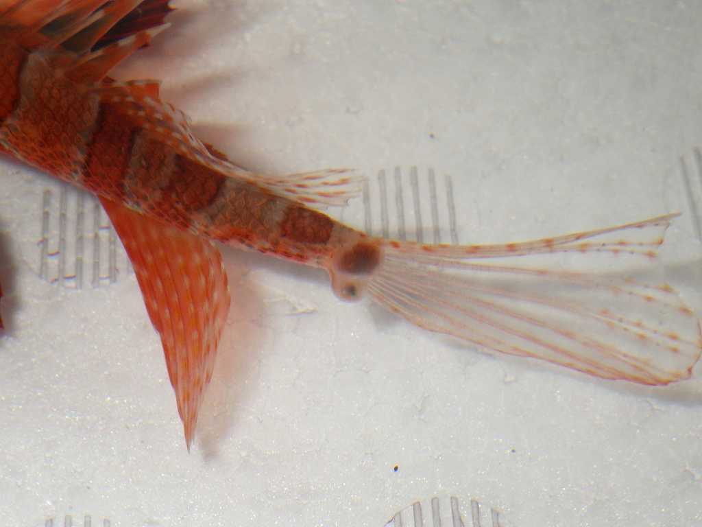 セトミノカサゴ（Parapterois heterura）10　タマコブムシ（Ichthyotaces pteroisicola）の寄生