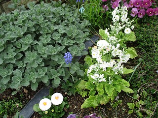 IMG_0668ss.jpg