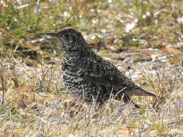 トラツグミ2022年2月27日